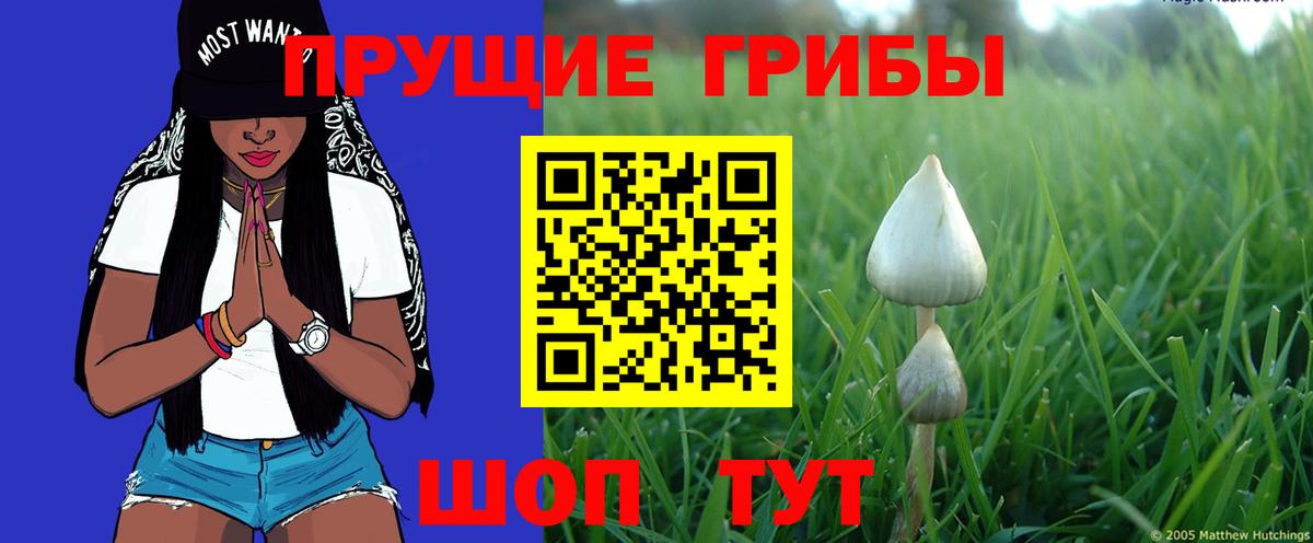 Псилоцибиновые грибы Psilocybe  Галлюциногенные грибы Psilocybe  Красноперекопск 
